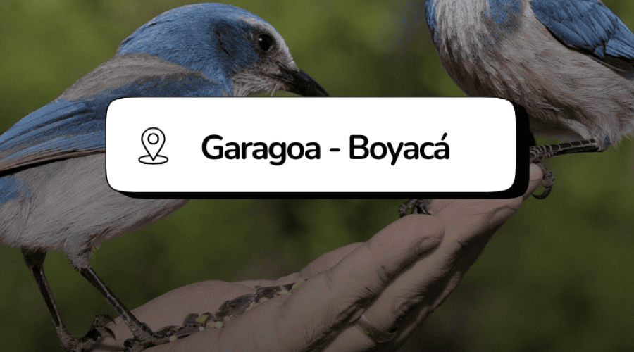 Festival de Aves Garagoa Boyacá